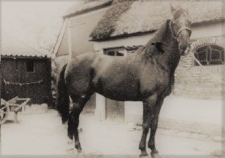 boerderij Tolkerbosch  omstreeks 1930, achterzijde (7)