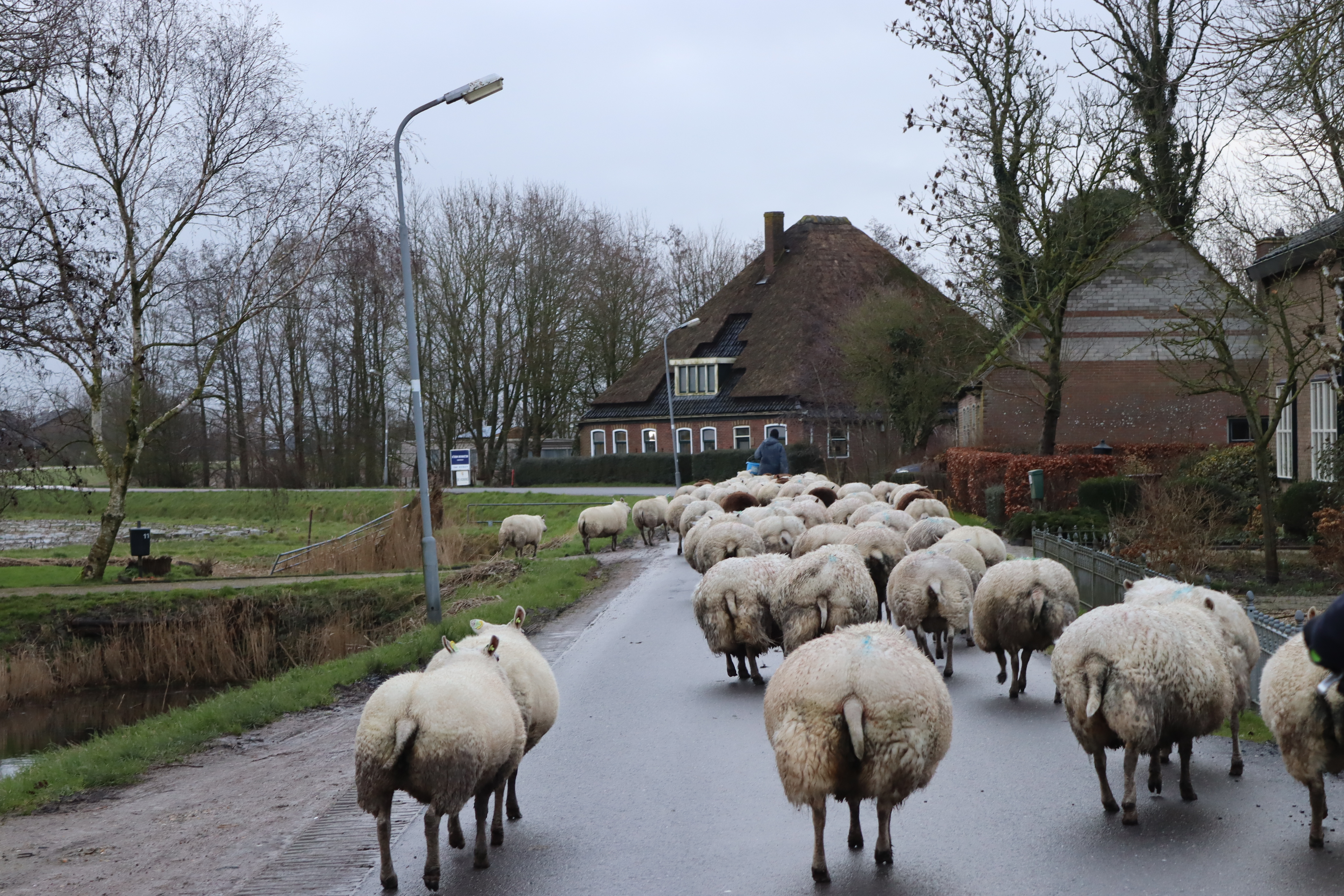 Op weg naar de warme stal