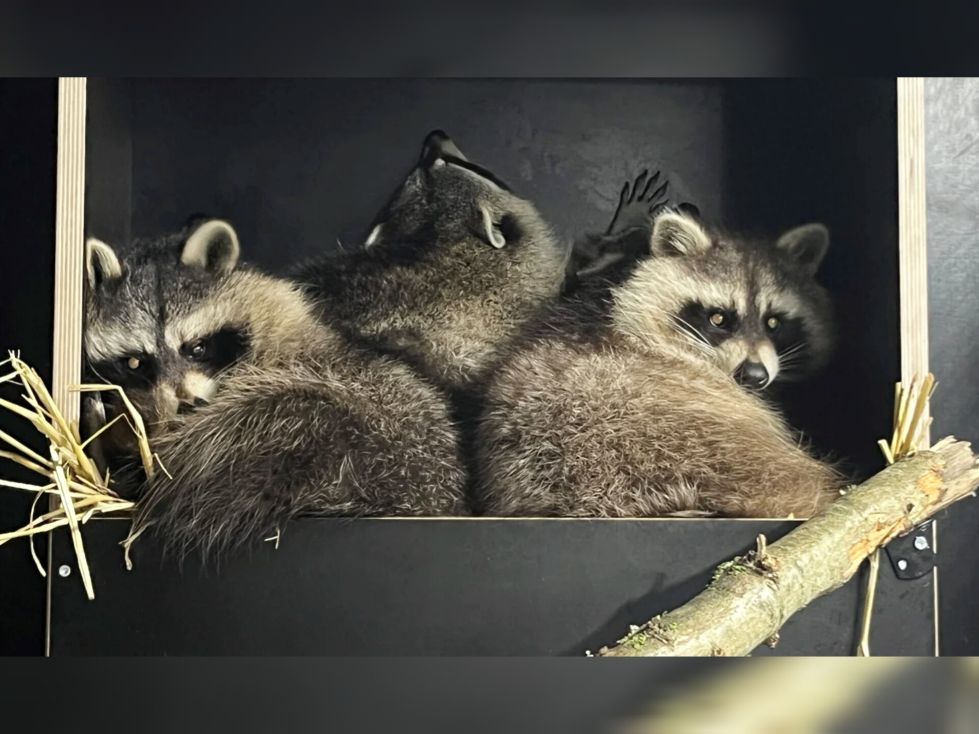 Dierenpark Hoenderdaell