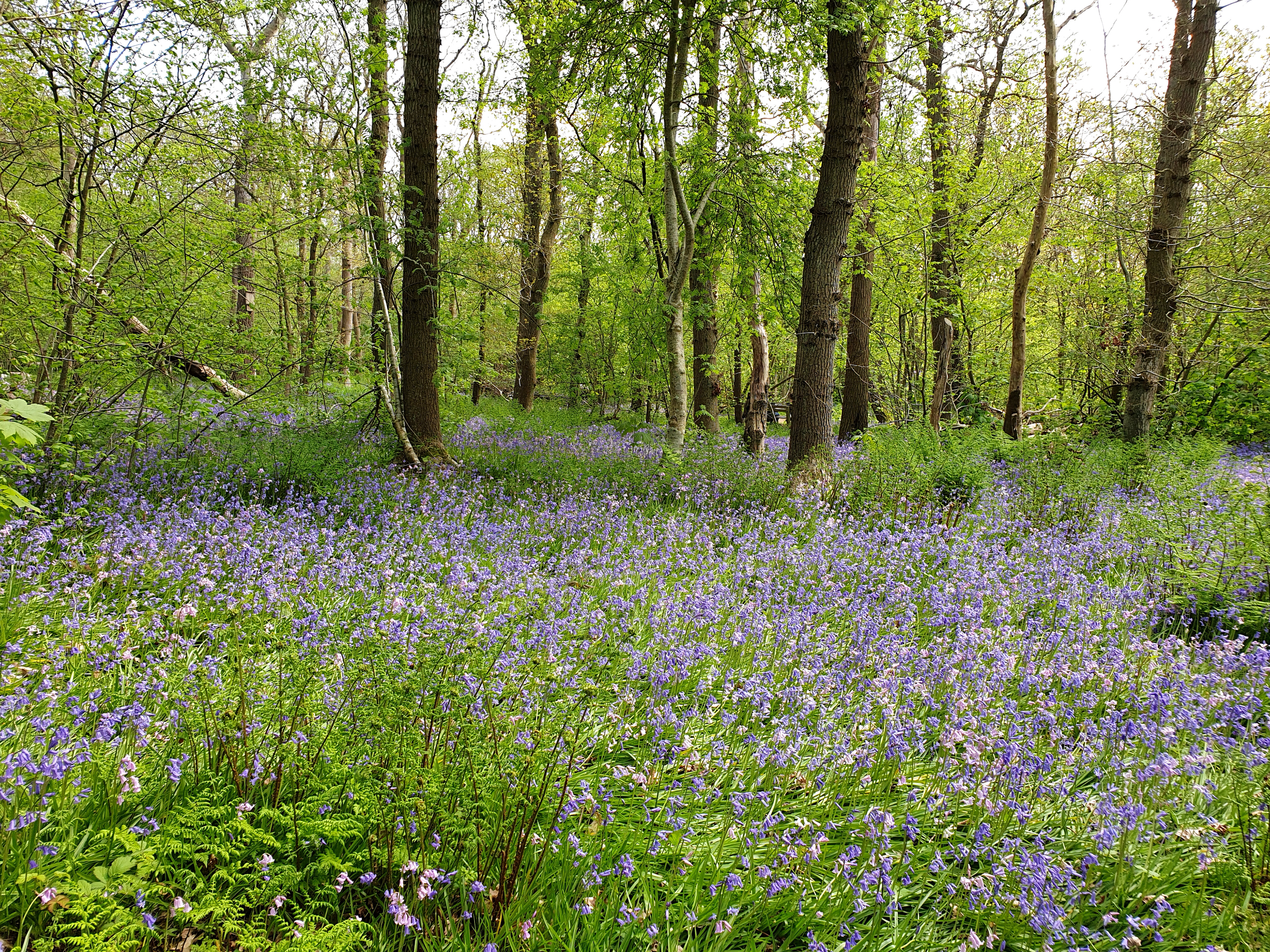 Sprookjesachtig Wildrijk