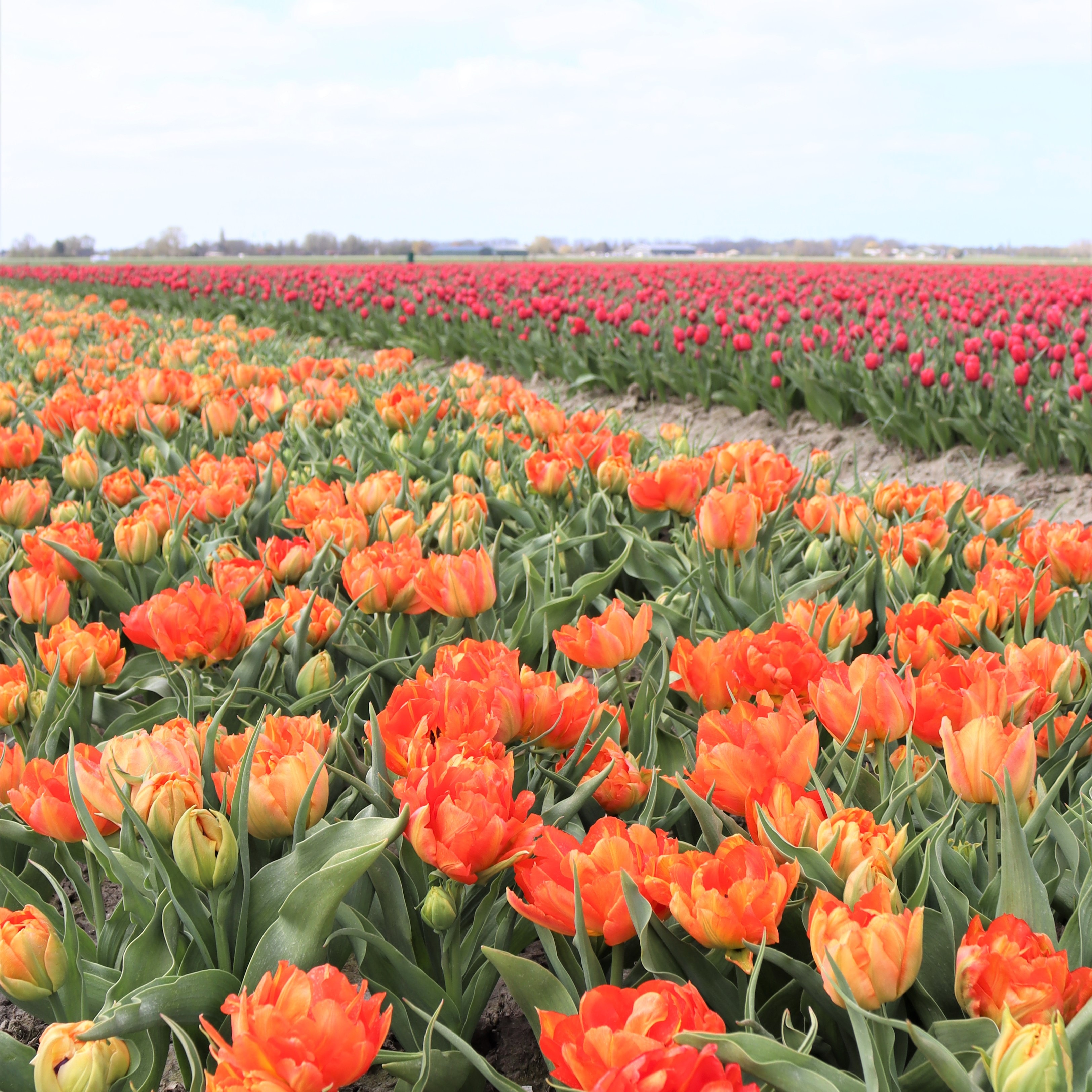 Bloemenpracht in de kop van Noord-Holland