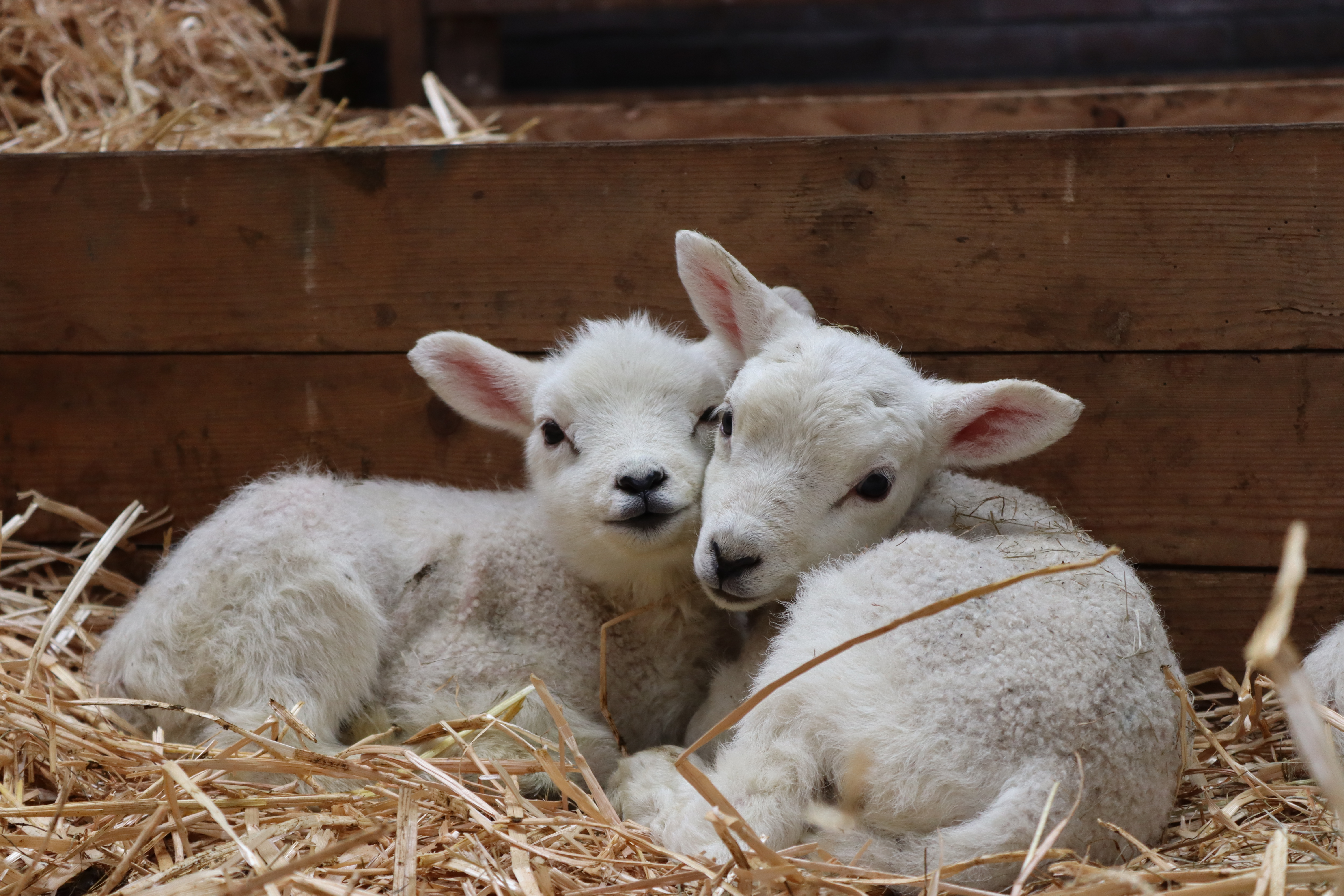 Maart = Lammetjesmaand 🐑🐑