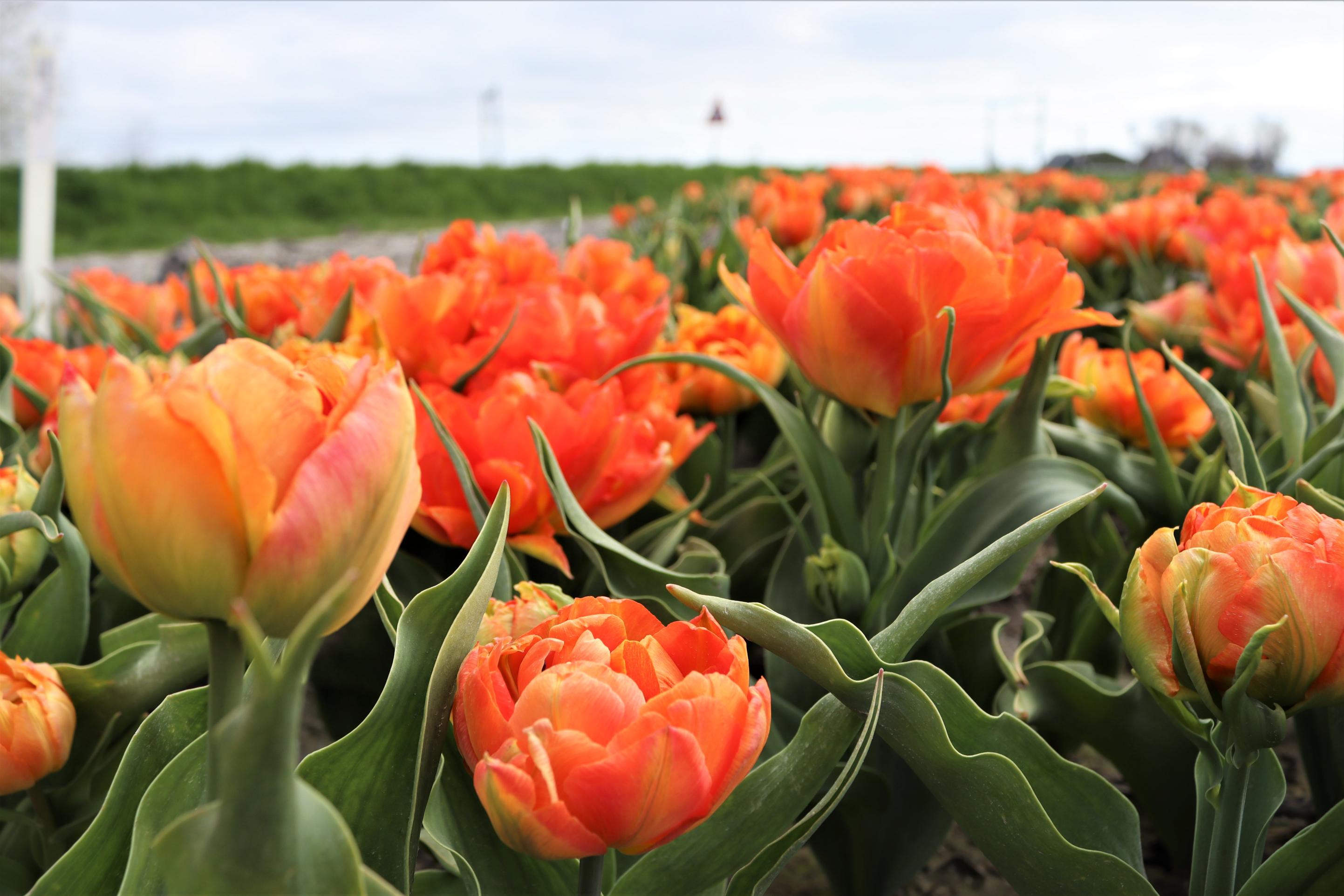 Bloeiend Zijpe 🌷🌷